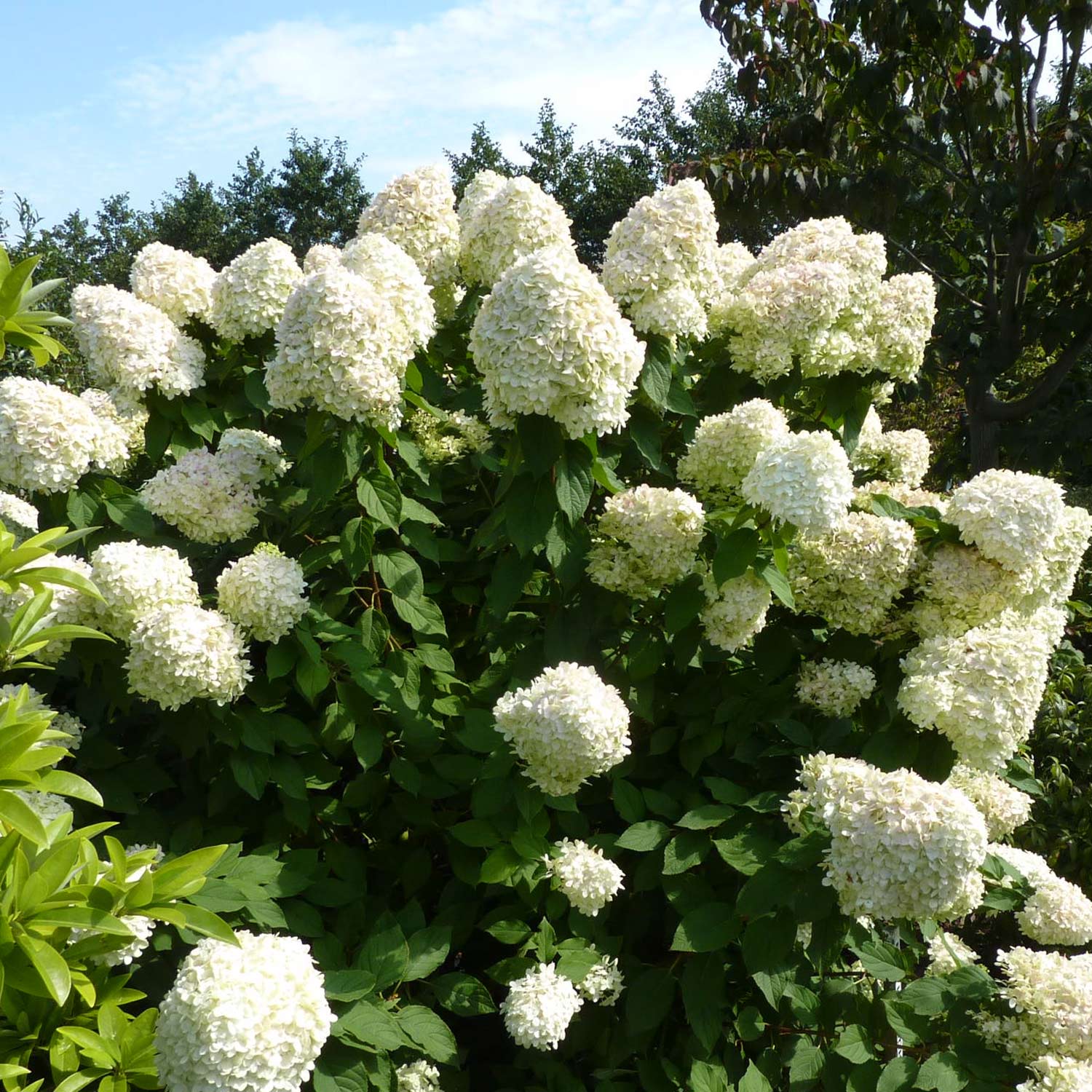 Hydrangea paniculata 'Hercules'